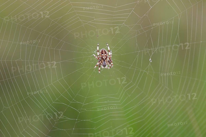 Four-spotted cross spider (Araneus quadratus), in the centre of the web, Lower Saxony, Germany