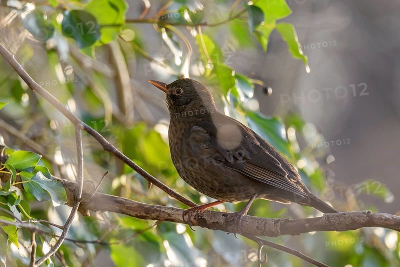 Common Blackbird (Turdus merula) female searching for ivy berries in winter. Bas-Rhin, Alsace, Grand Est, France