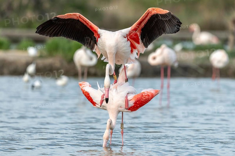 Greater Flamingo couple mating in courtship (Phoenicopterus roseus) in a swamp in spring. Saintes Maries de la Mer, Parc naturel regional de Camargue, Arles, Bouches du Rhone, Provence Alpes Cote d'Azur, France
