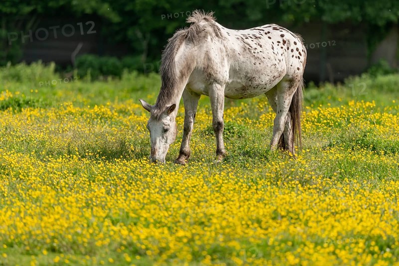 Horse in a green pasture filled with yellow buttercups. Bas-Rhin, Collectivite europeenne d'Alsace, Grand Est, France