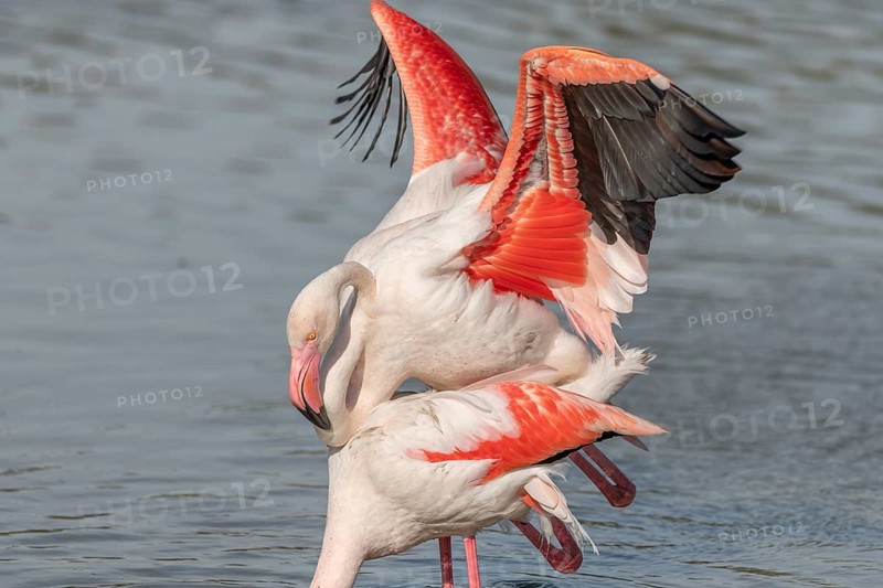 Greater Flamingo couple mating in courtship (Phoenicopterus roseus) in a swamp in spring. Saintes Maries de la Mer, Parc naturel regional de Camargue, Arles, Bouches du Rhone, Provence Alpes Cote d'Azur, France