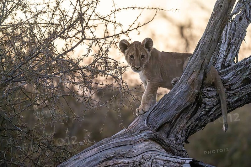 Lion cub (Panthera leo juvenil) on tree trunk, Hyena pan private Game reserve, Khwai river area, Okavango Delta, Maun, Botswana