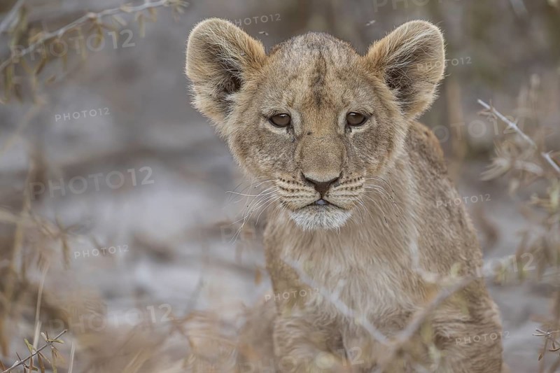 Lion cub (Panthera leo juvenil), Hyena pan private game reserve, Khwai river area, Okavango Delta, Maun, Botswana