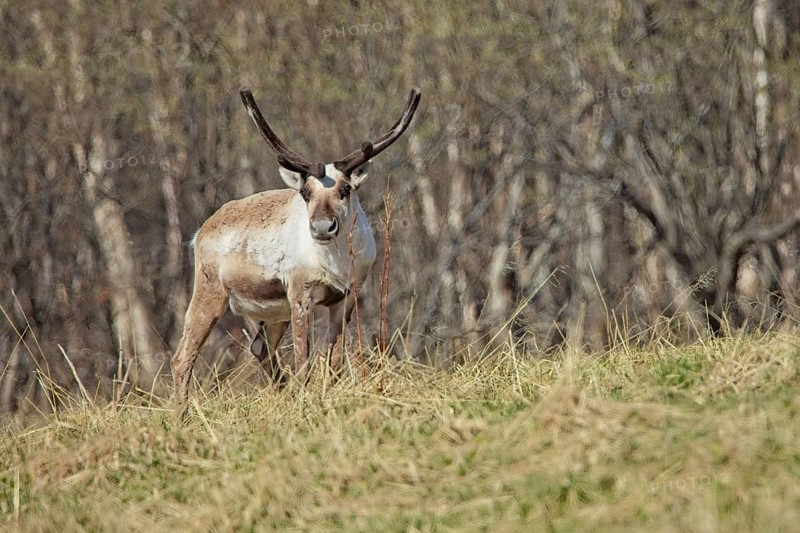 Reindeer (rangifer tarandus) with antlers in a meadow in spring