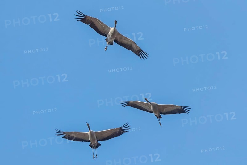 Common Cranes in flight blue skies, (Grus grus) migration