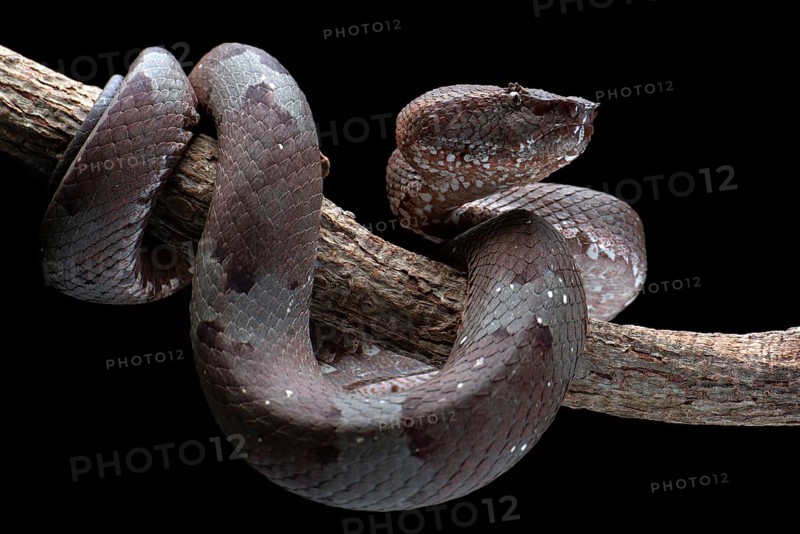 Flat nose pit viper in black background