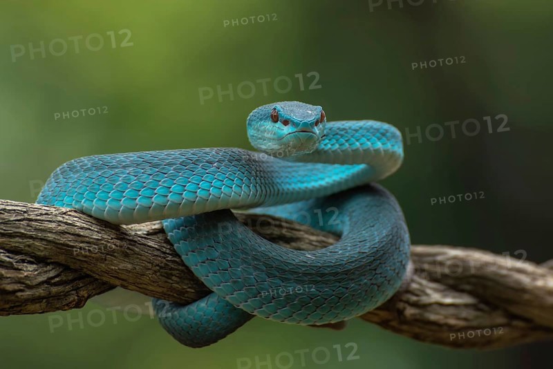 The white-lipped pit viper, is a venomous pit viper species endemic to Southeast Asia