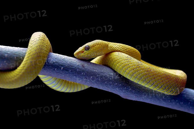 White-lipped tree viper, is a venomous pit viper species endemic to Southeast Asia