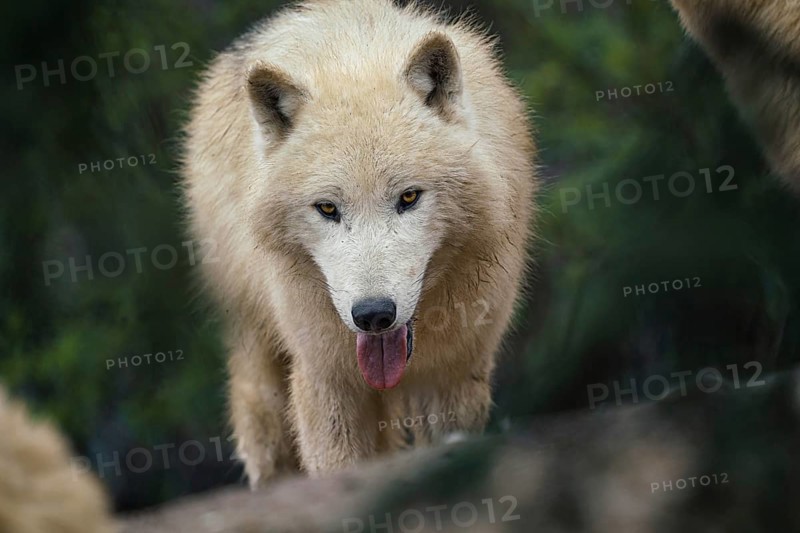 Arctic wolf (Canis lupus arctos), also known as the white wolf or polar wolf