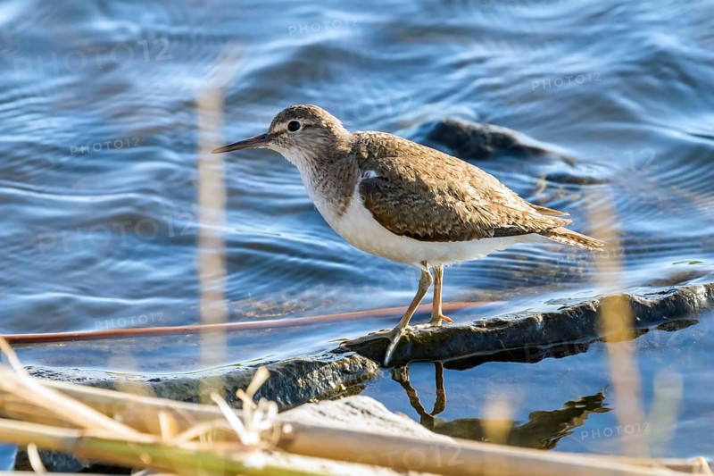Common Sandpiper Water Bird (Actitis hypoleucos)