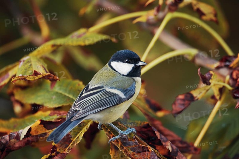 Great tit in autumn leaves of a chestnut tree. Parus major. Great tit in an autumn coloured chestnut tree