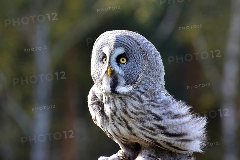 Great horned owl Ole at the Falkenhof Potsdam