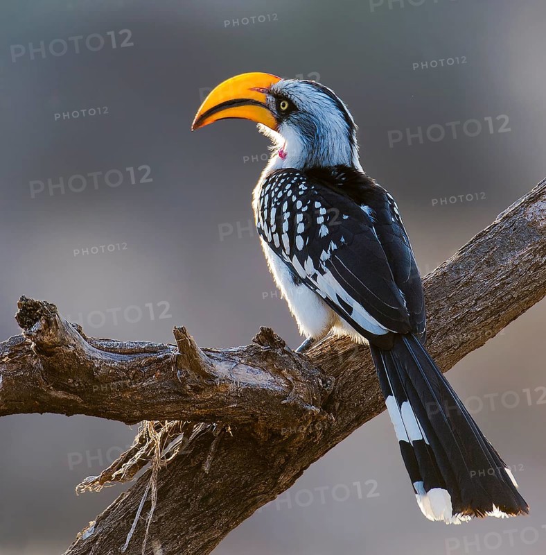 Yellow-billed Hornbill on perch, Hornbill, (Tockus flavirostris) in Samburu National Reserve, Kenya