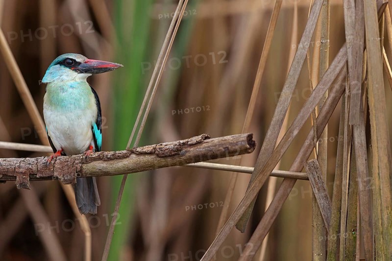 Kingfisher, (Halcyon malimbica), kingfisher family, perching bird, Africa, Gambia, Kotu creek canoe trip, Kotu, South Bank, Gambia
