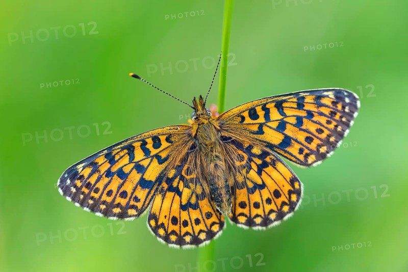 Small pearl-bordered fritillary, (Boloria selene), butterfly, butterfly, insect, macro, top view, Wadi Darbat, Salalah, Baden-Württemberg, Oman