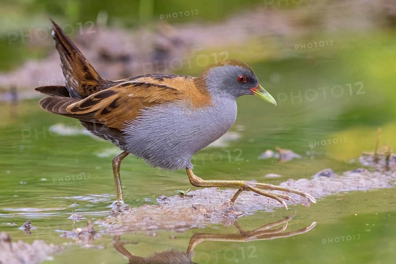 Little Crake, Little Crake, Small Crake, (Porzana parva), biotope, habitat, foraging, family of rails, waterfowl, waterbirds Lesvos, Greece