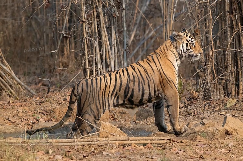 Tiger (Panthera tigris), Bengal tiger or Indian tiger, big cat (Pantherinae), carnivore (Carnivora), critically endangered, GPS tracker collar, climbs out of waterhole, bamboo, Tadoba National Park, tiger reserve, Maharashtra, Chandrapur, India