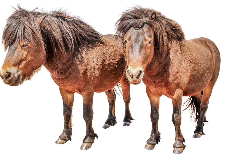 Two pony horses from Namibia in dry season