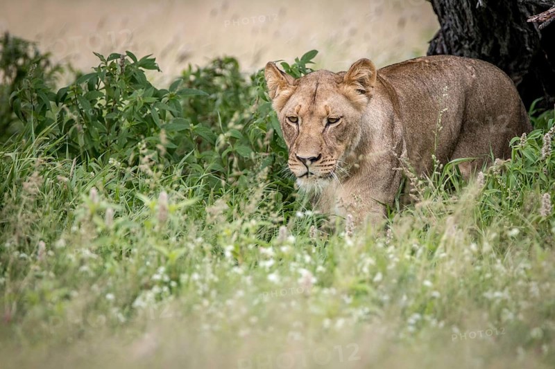 Lion walking towards the camera in the high grass in the Central Kalahari, Botswana