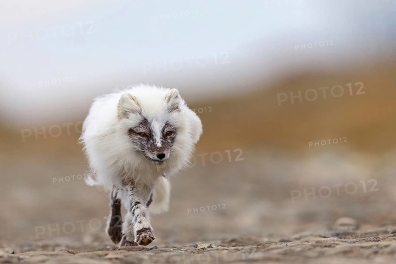 Arctic fox foraging, Arctic fox, (Alopex lagopus), Europe, Norway, Spitsbergen, Longyearbyen, Svalbard / Spitsbergen, Norway