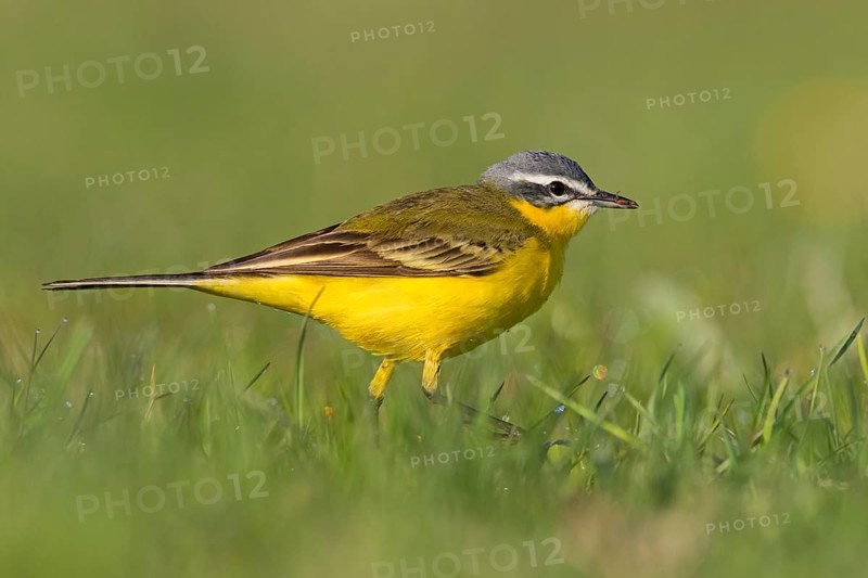 Blue-headed Yellow Wagtail, (Motacilla flava flava), Bergeronnette printanière, Lavandera Boyera, animals, bird, birds, biotope, habitat, foraging, NSG Der Spieß, Rheindürkheim, Rhineland-Palatinate, Germany