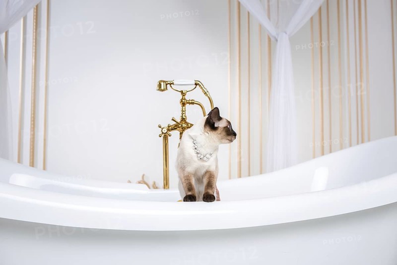 The theme is luxury and wealth. A cat without a tail of the Mekong Bobtail breed in a retro bathroom in the interior of the Barocoo Versailles Palace. Jewel jewellery on the neck