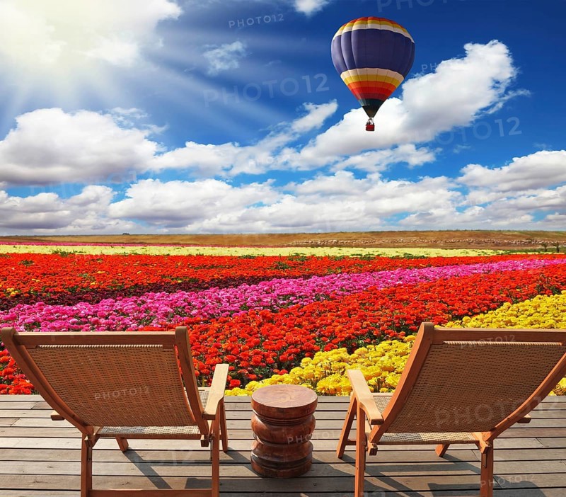 Field of multi-colored decorative buttercups Ranunculus Bloomingdale. Huge balloon flies over the field. Comfortable lounge chairs on wooden platform to stay
