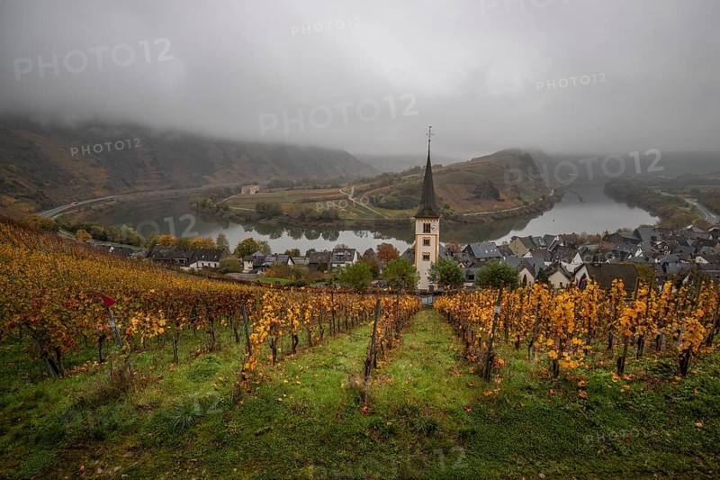 River in the mist meanders in a 180 degree loop through a valley between vineyards. A great landscape and lighting in the morning. Church tower, Moselle, Bremm, Moselle loop, Rhineland-Palatinate, Germany