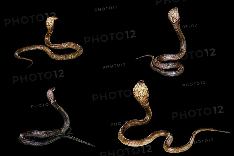 Four King Cobra Snakes Ophiophagus hannah, isolated on black background. behind view