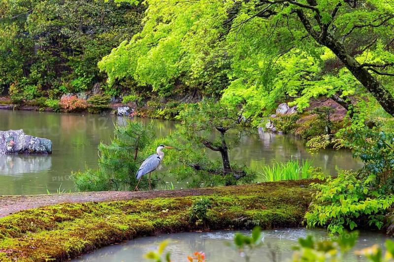 Kinkaku-ji, the Golden Pavilion, Temple complex in Kyoto. Japan. Magnificent park and lake surround the pavilion. Beautiful herons live on the shore of the lake. Rainy spring day