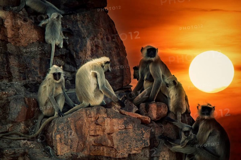 Family pack of monkeys langur are mostly females with cubs and young animals on the walls like in the history of Mowgli (Bander-logs). India