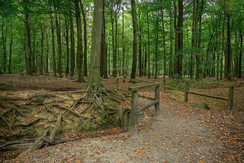 A forest path with exposed tree roots and dense trees, weseke, münsterland, germany