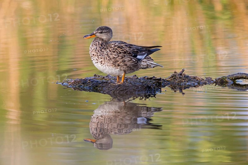 Gadwall, Animals, Birds, Duck, (Anas strepera), Mareca strepera, Wagbachniederung, Baden-Württemberg, Germany