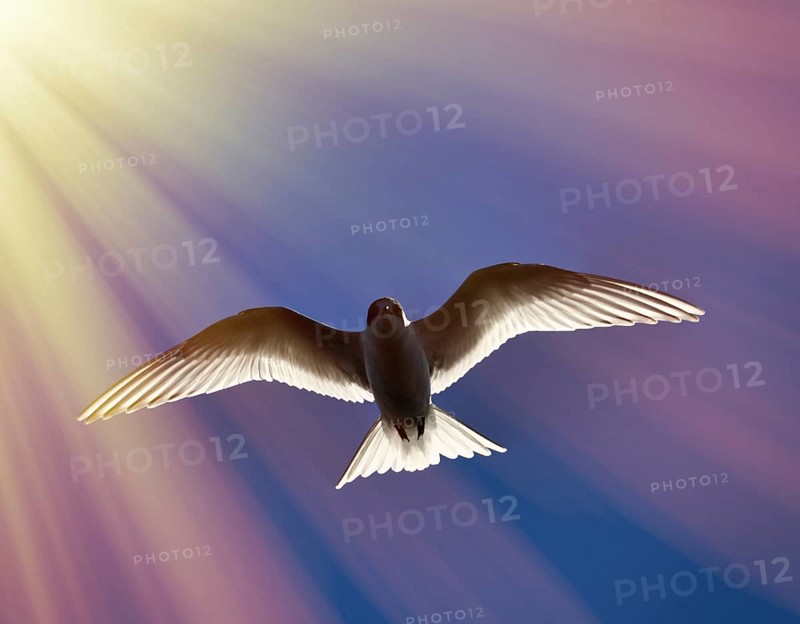 Young river tern (Common Tern, scray, Sterna hirundo) flying, hangs in place like white butterfly. Beauty of flight of birds