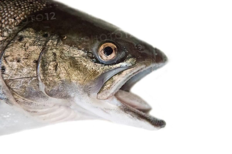 Fish head portrait. A hybrid of Atlantic salmon (Salmo salar) and Sea trout (Salmo trutta), clipping on the tail weak, more like trout. Gulf of Finland, Baltic sea. Isolated on white background