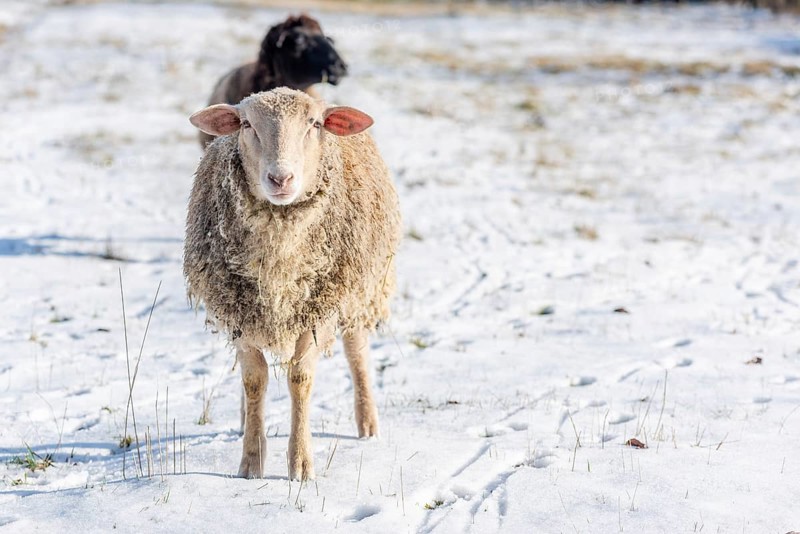 Sheep in a pen on a snowy winter morning in France