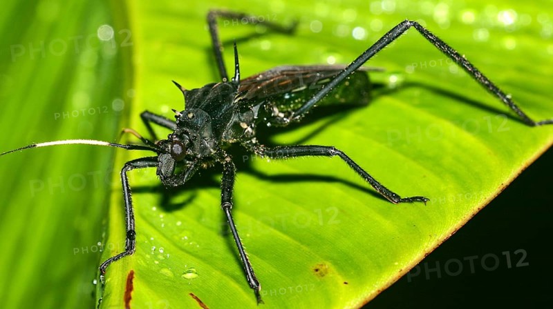 Shield Bug, Chust Bug, Hemiptera, Tropical Rainforest, Napo River Basin, Amazonia, Ecuador, America