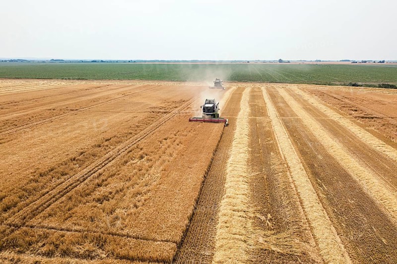 Combine harvester working on a wheat field. Combine harvester Aerial view