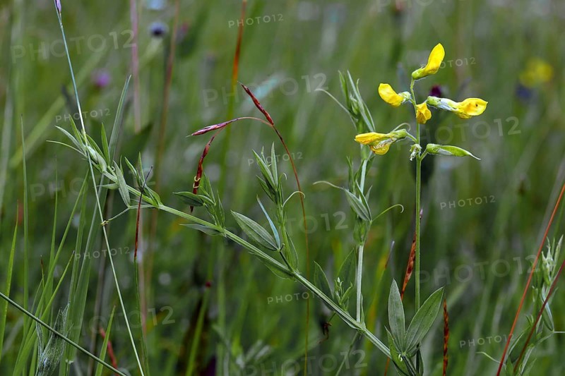 Lathyrus pratensis, Meadow Vetchling, Meadow Pea