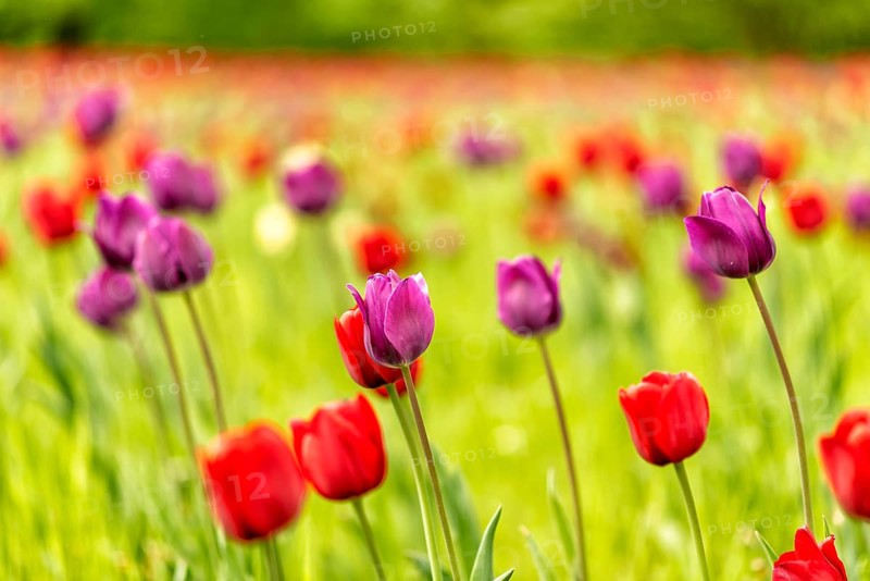 Colourful tulip in full bloom in spring in Germany in Europe