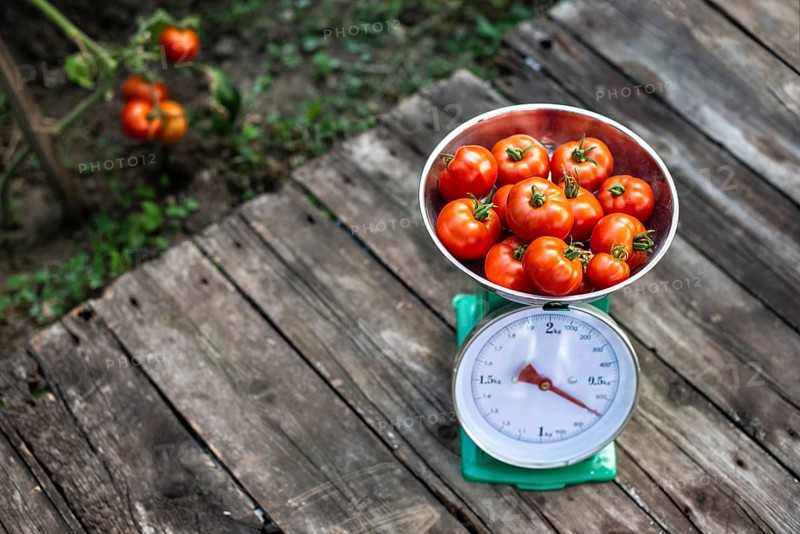 Tomatoes on scales in home organic garden. Measure tomatoes weight in the farm