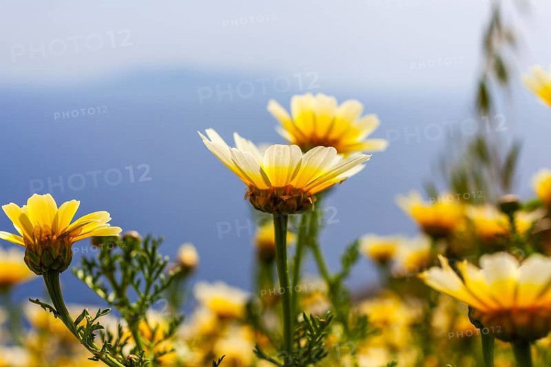 Glebionis coronaria, island of Santorini (Thira), Cyclades, Greek islands, Greece