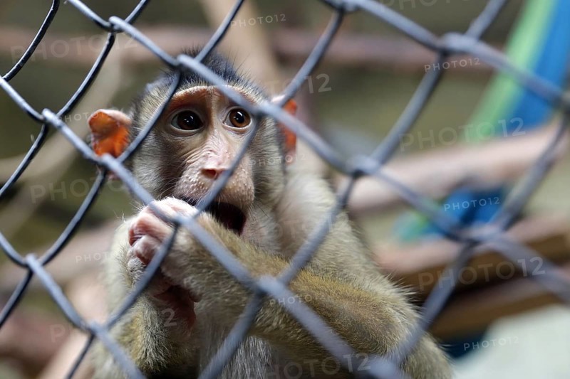 Monkey in captivity behind a metal fence