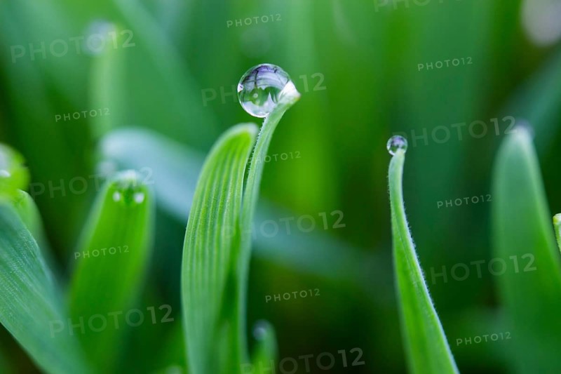 Dewdrops on the tips of a leaf of grass, morning dew on wheat