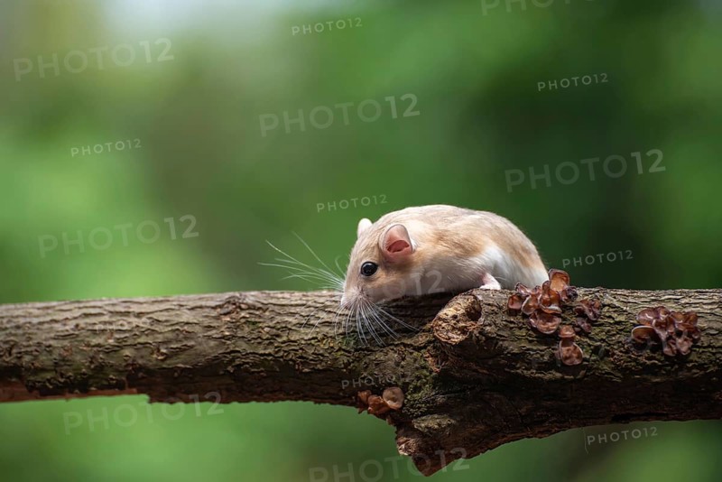 A desert rat known as gerbil, looking for food