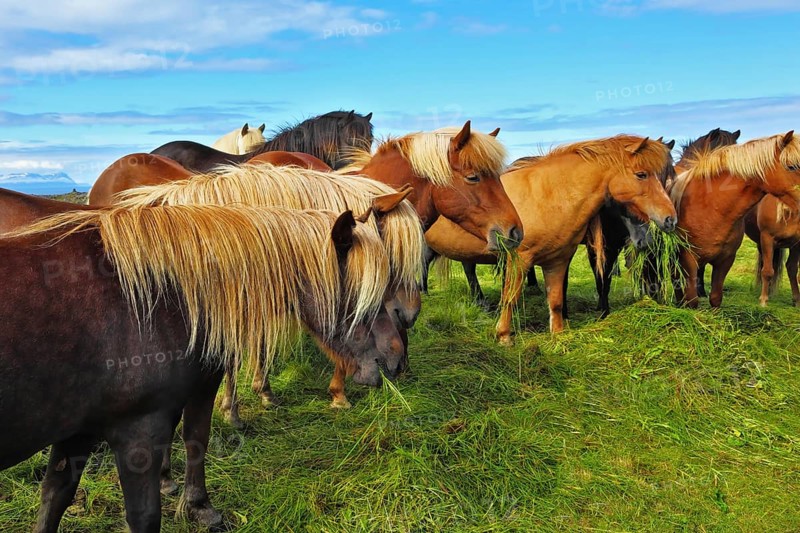 Herd of Icelandic horses magnificent. Well-groomed horses graze and play with each other in a meadow near the farm