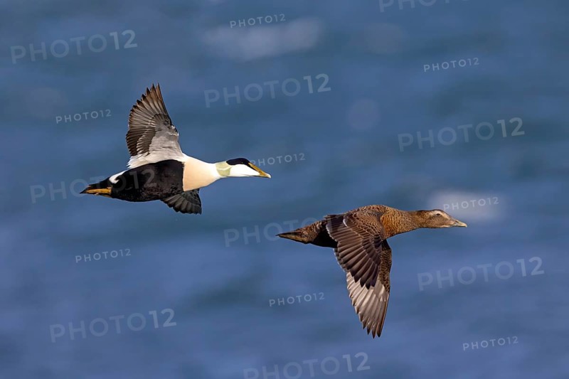 Common eider (Somateria mollissima), ducks, drake and female, pair, flight photo, side view, Longyearbyen, Svalbard Spitsbergen, Norway