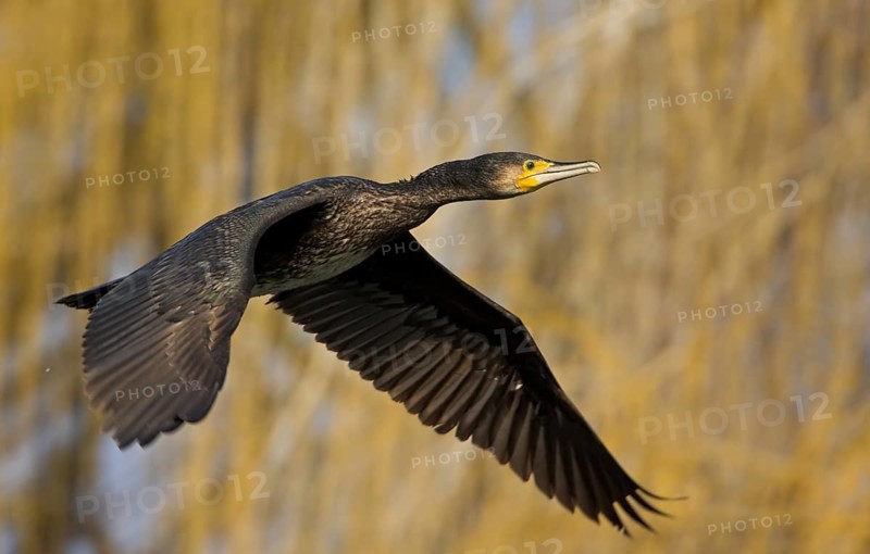 Cormorant, Great Cormorant, Cormorant, (Phalacrocorax carbo), Grand Cormoran, Cormor-n Grande, flight photo, Wagbachniederung, Mannheim, Baden-Württemberg, Germany