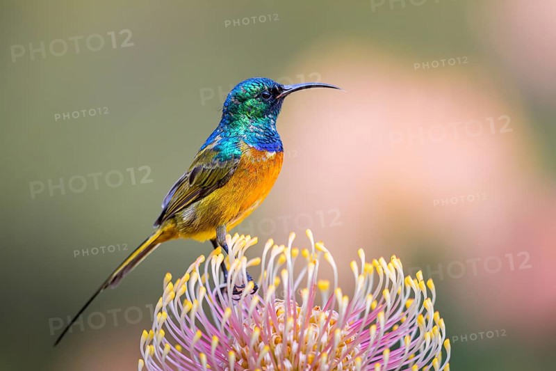 Orange-breasted sunbird (Anthobaphes violacea), Nectarinia violacea, Orange-breasted Sunbird, Souimanga orangé, Suimanga pechinaranja, Harold Porter National Botanical, Betty's Bay, Western Cape, South Africa