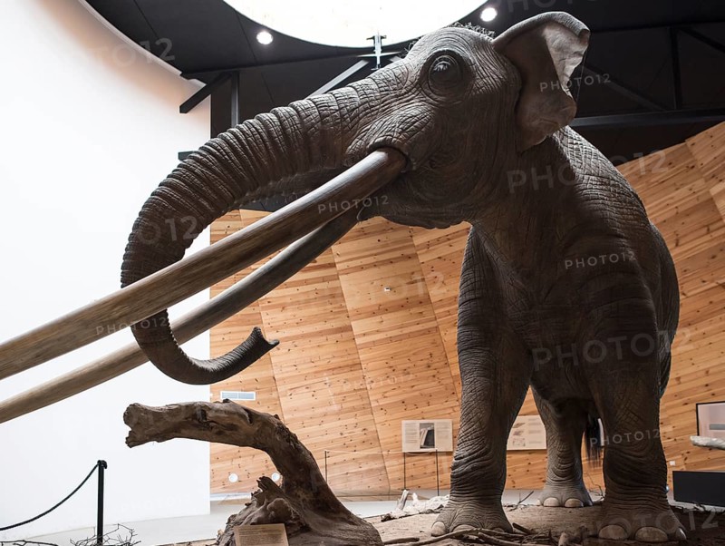 Model of mastodon in real stature